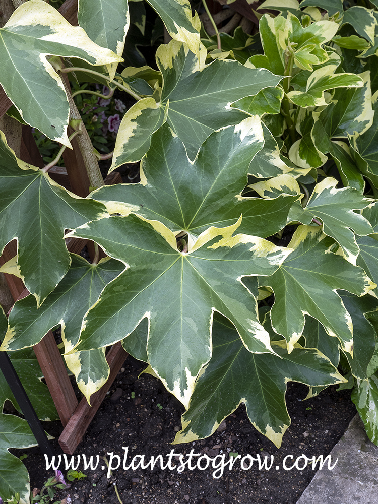 Angyo Tree Ivy (Fatshedera)
Large star shaped green leaves with a irregular white to cream border.